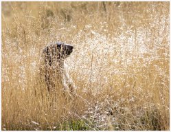 faune de nos montagnes 11